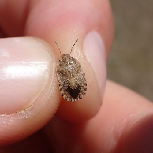 Sciocoris macrocephalus